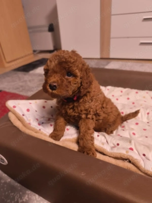 Zwergpudel, Damen, fawn, 7 Wochen jung