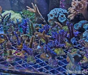 Korralen SPS, LPS und Lederkorallen