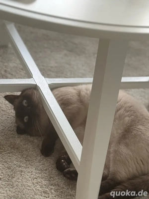 Reiner Himalaya-Kater   männlich   1,5 Jahre alt zu verkaufen