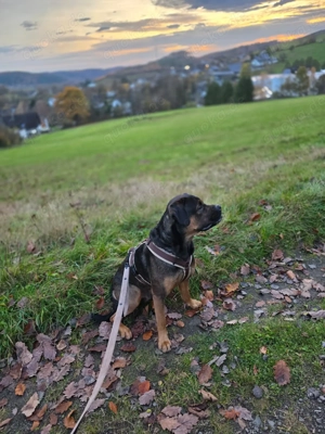 Mischling Cookie sucht Zuhause 