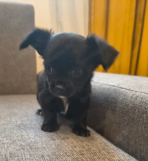 Welpe hunde chivvava