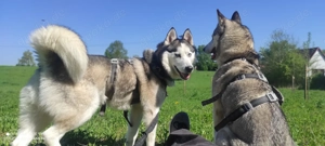 Siberian Husky sucht dringend neues Zuhause