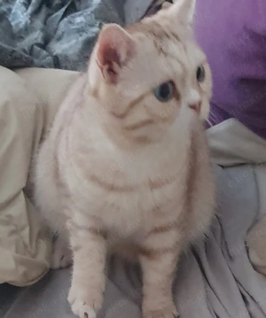 BKH Kater, erwachsen