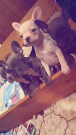5 Wunderschöne, kleine, französische Bulldoggen Babys abzugeben