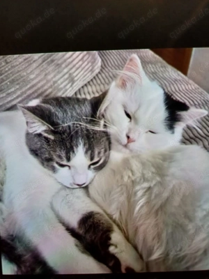 Katzenpärchen sucht liebevolles zuhause...