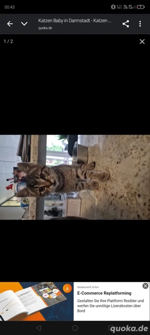 Babykatze dringend abzugeben   