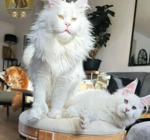 Fluffy paws maine coon