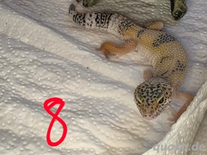 Leopardgecko Nachzucht 2025