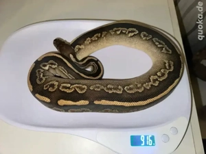 Königspython 1.0 Black Pastel Mojave 2023