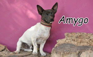 Wer Amygo adoptiert, bekommt einen kleinen Schatz, der bereit ist, endlich anzukommen.