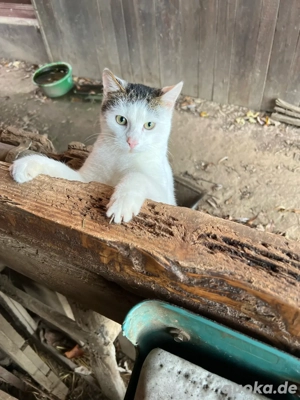 Junger Kater weiss-grau