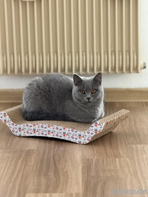    Reinrassige BKH-Kätzchen   Farbe Blue   abzugeben!   