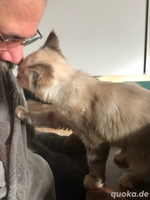 Nur noch 2 von 5 Racker Maine CoKitten suchen die  große Liebe   