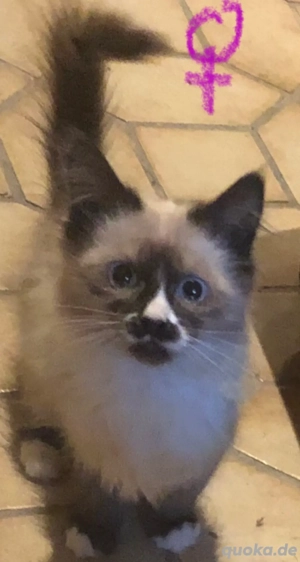 Ich kleine Maus von 5 Rackern Maine Coon Kitten suche noch die  große Liebe   