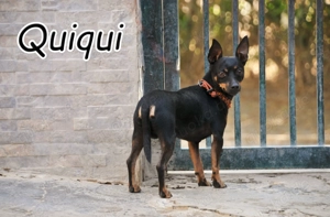 Darf Quiqui direkt wieder seinen Zwinger mit einer Familie und einem weichen Körbchen teilen?