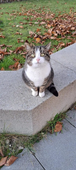 Drei liebevolle Katzen suchen ein neues, verantwortungsvolles Zuhause   