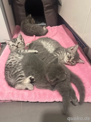 reinrassig BKH Kitten blue graues Mädchen stubenrein Bild 4