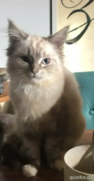 Nur noch 2 Racker Maine Coon Kitten suchen die große Liebe   