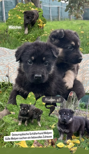 Osteuropäische Schäferhunde Welpen suchen ein liebevolles Zuhause 