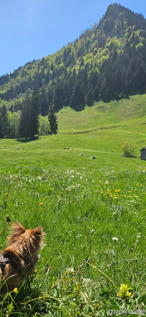 wir Bieten einem Hund Ein tolles Zuhause.