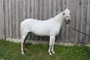 Fleißige zuverlässige Ponystute