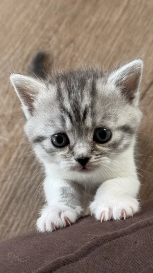 Perser Chinchilla Mix Katzenbabys Kitten