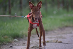 Sind Sie die richtigen Menschen damit Pocahontas ihr neues Leben mit viel Spaß erleben darf?  Bild 4