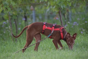 Sind Sie die richtigen Menschen damit Pocahontas ihr neues Leben mit viel Spaß erleben darf?  Bild 2