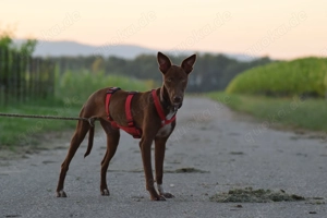 Sind Sie die richtigen Menschen damit Pocahontas ihr neues Leben mit viel Spaß erleben darf?  Bild 3