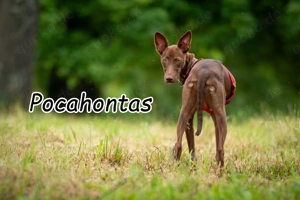 Sind Sie die richtigen Menschen damit Pocahontas ihr neues Leben mit viel Spaß erleben darf? 