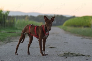 Sind Sie die richtigen Menschen damit Pocahontas ihr neues Leben mit viel Spaß erleben darf?  Bild 5