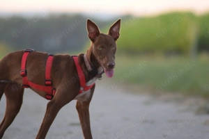 Sind Sie die richtigen Menschen damit Pocahontas ihr neues Leben mit viel Spaß erleben darf?  Bild 6