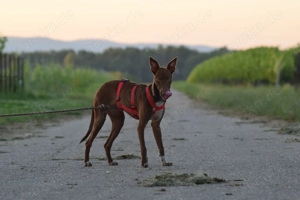 Sind Sie die richtigen Menschen damit Pocahontas ihr neues Leben mit viel Spaß erleben darf?  Bild 7