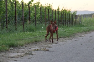 Sind Sie die richtigen Menschen damit Pocahontas ihr neues Leben mit viel Spaß erleben darf?  Bild 10