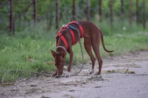 Sind Sie die richtigen Menschen damit Pocahontas ihr neues Leben mit viel Spaß erleben darf?  Bild 8