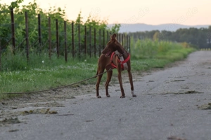 Sind Sie die richtigen Menschen damit Pocahontas ihr neues Leben mit viel Spaß erleben darf?  Bild 9