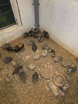 Guten Tag wir geben noch einige sehr schöne holländische zwerghähne ab.