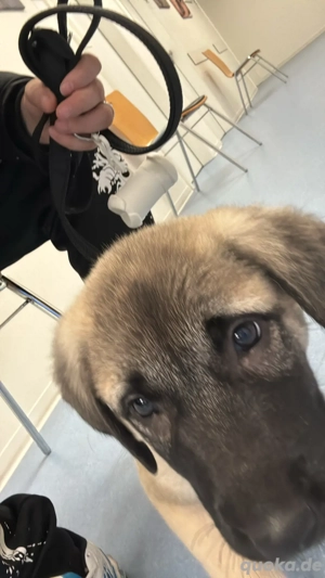 Kangal welpe mädchen sucht 