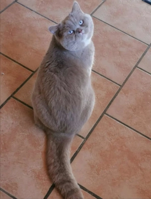 Toller Deckkater mit blauen Augen steht gesunden Damen zur Verfügung 