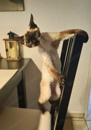 Devon Rex Seal-Point 