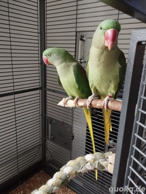 Großer Alexandersittich papagei Paar 