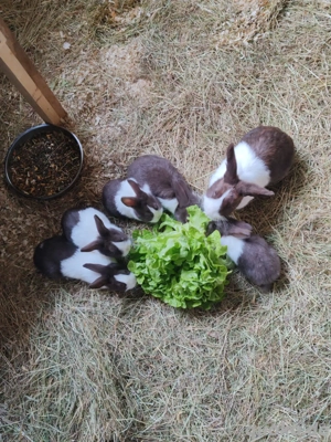 3 Holländer Kaninchen Babys
