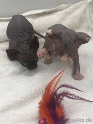 Kanadische Sphynx-Kätzchen   Hausaufzucht, gesund & 13 Wochen alt