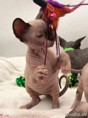 Kanadische Sphynx-Kätzchen   Liebevoll, gesund und bereit für ein neues Zuhause