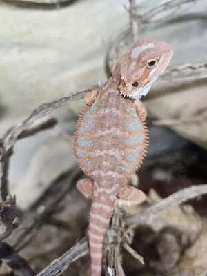 Bartagame Jungtier Männchen 