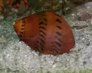 Leopard-Rennschnecke, super Algenfresser