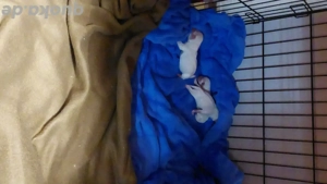 Reinrassige Malteser welpen 