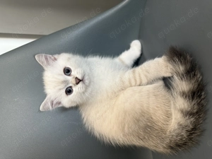 Britisch Kurzhaar (Blue Point ) Kater