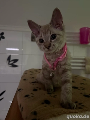 sphynx kitten velour 