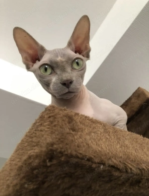 Sphynx Katze Mercedes